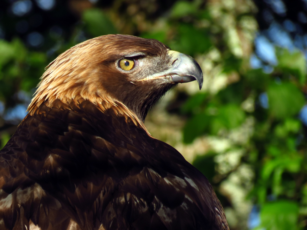 Eagle. Golden eagle head detail. Aquila chrysaetos