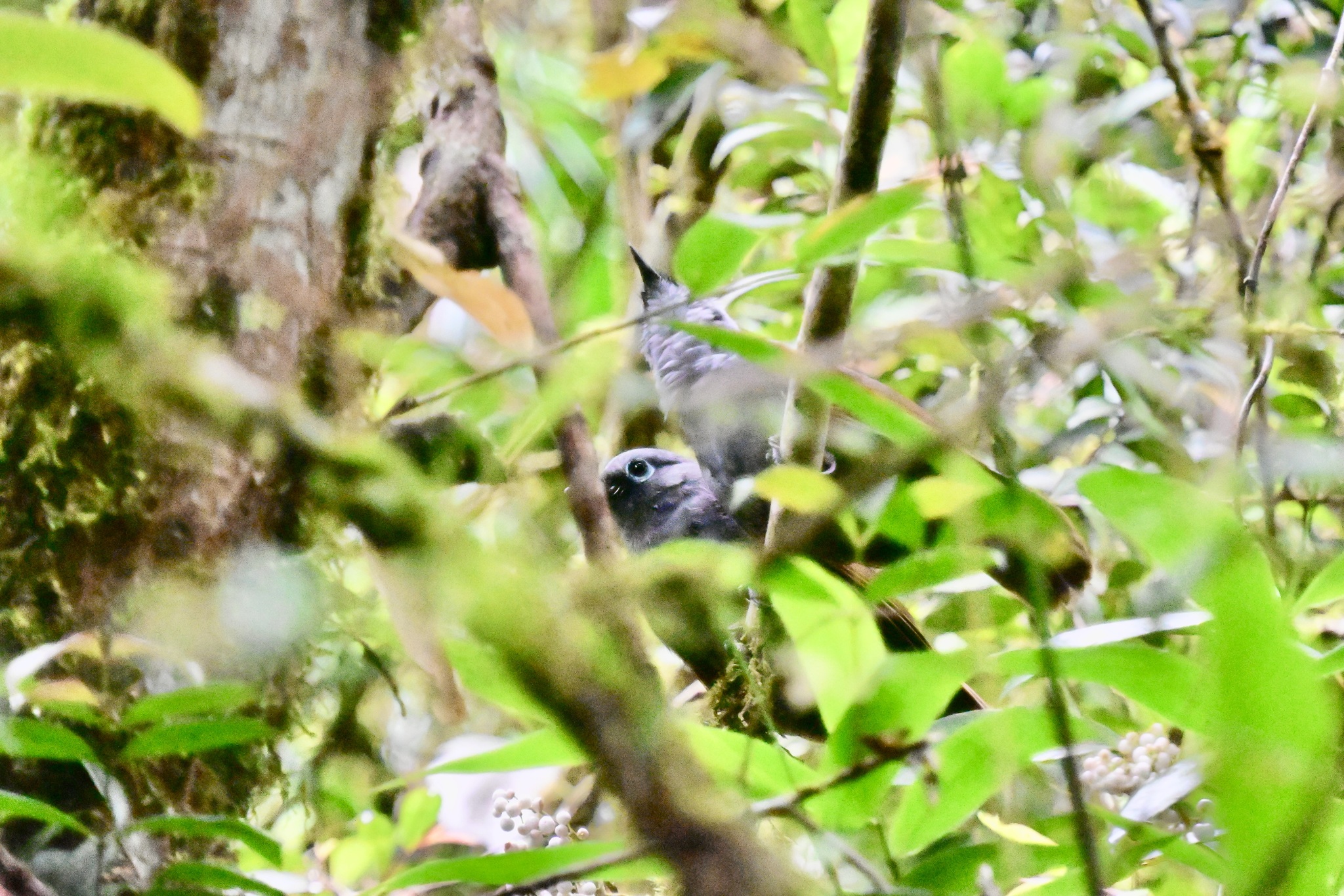 Sunda Laughingthrush (Garrulax palliatus), photo 7