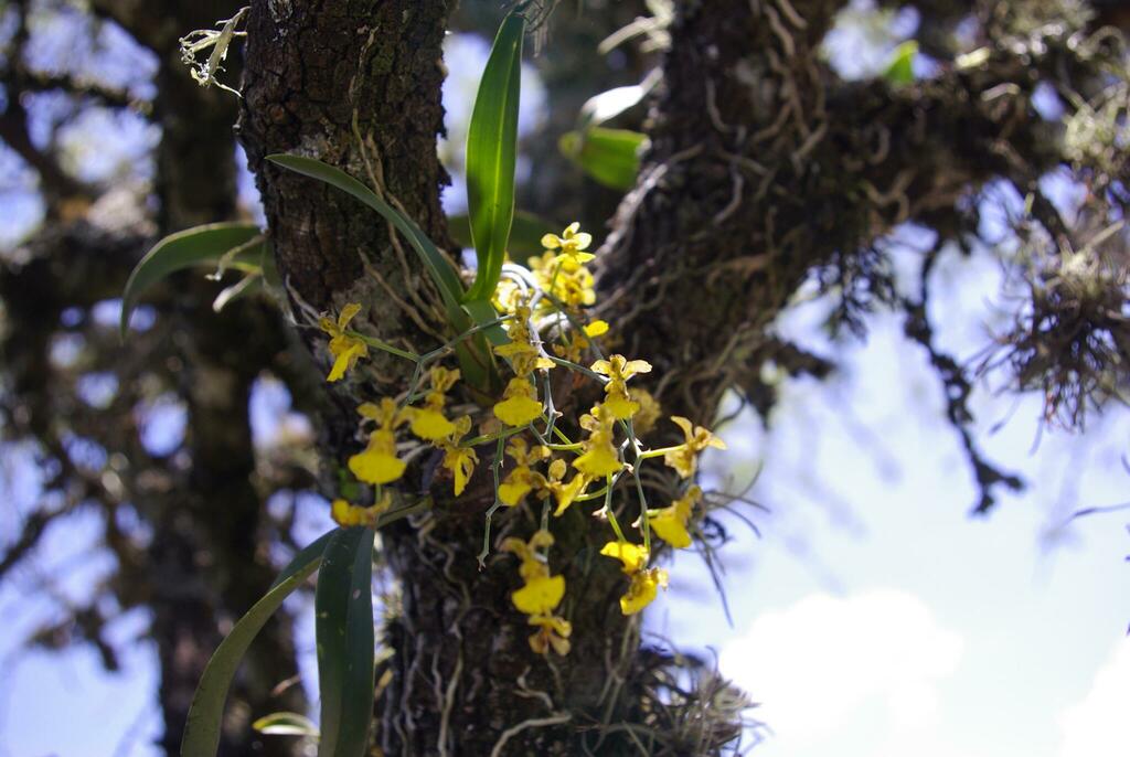 Gomesa viperina