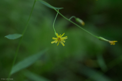 Hieracium paniculatum