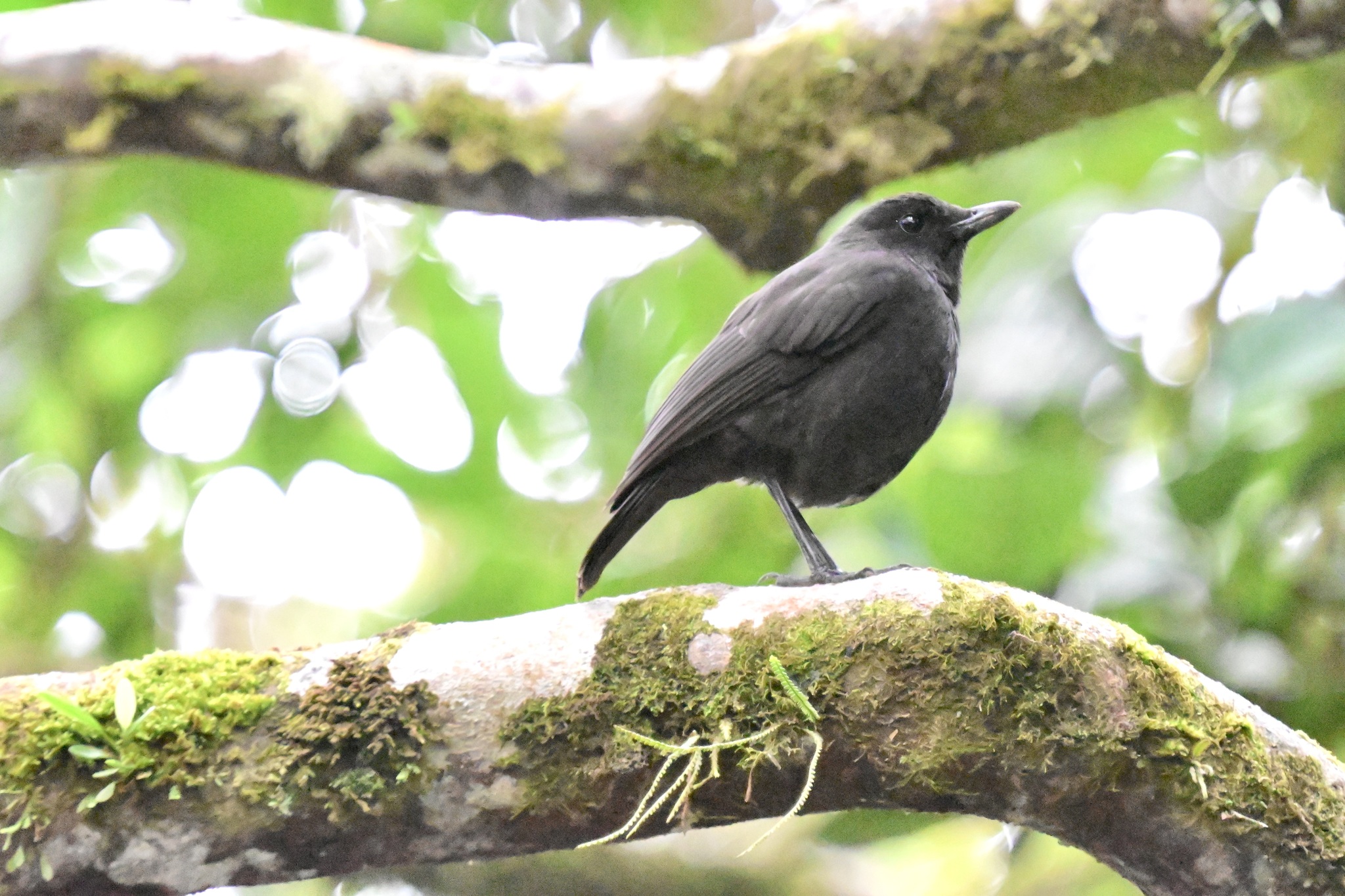 Bornean Whistling Thrush (Myophonus borneensis), photo 4
