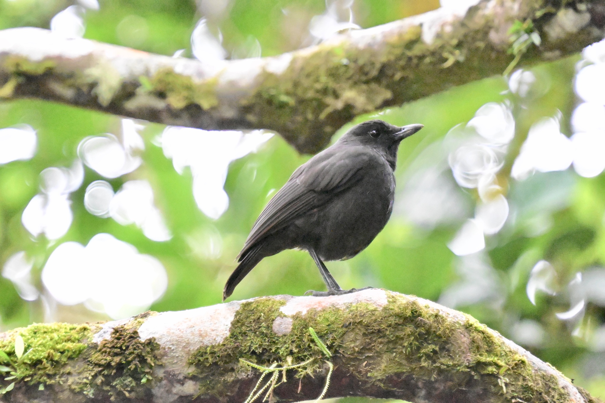 Bornean Whistling Thrush (Myophonus borneensis), photo 5