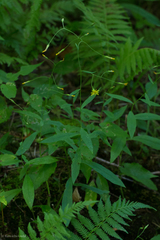 Hieracium paniculatum