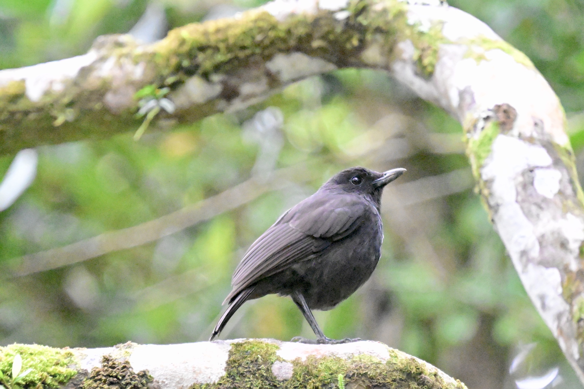 Bornean Whistling Thrush (Myophonus borneensis), photo 6