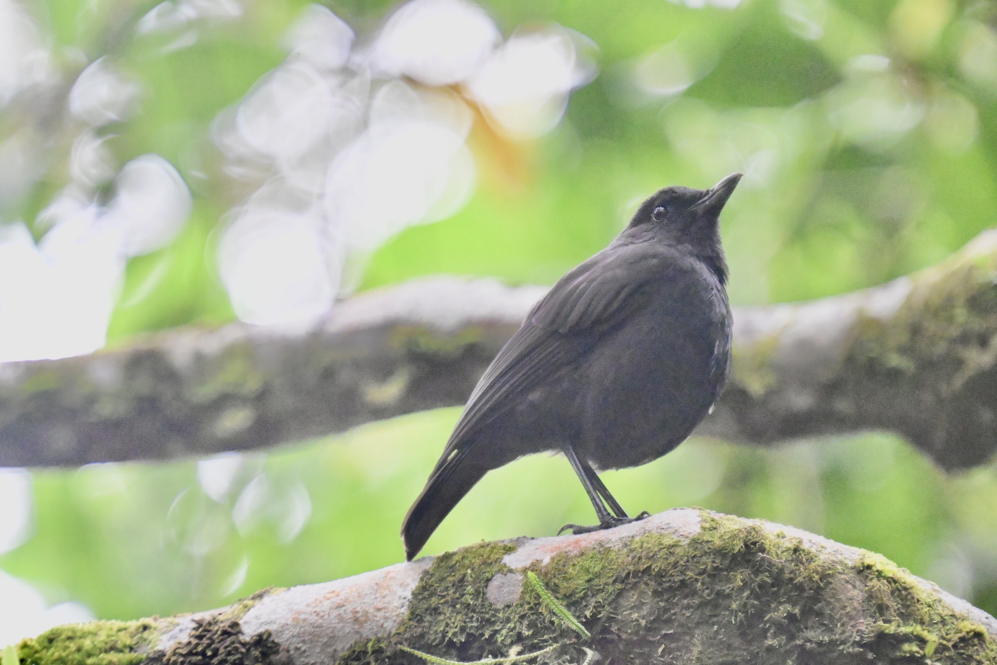Bornean Whistling Thrush (Myophonus borneensis), photo 7