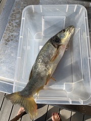 Ptychocheilus oregonensis