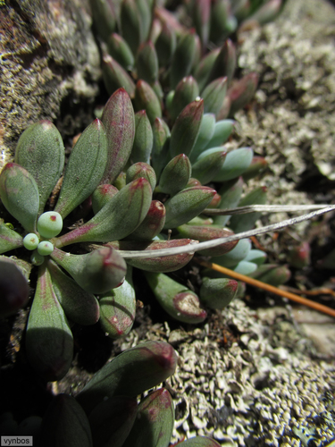 Senecio repens (L.) Muschler non Stokes 2