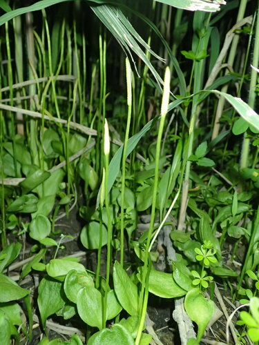 Ophioglossum namegatae iNat (1)