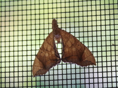 Eulithis diversilineata