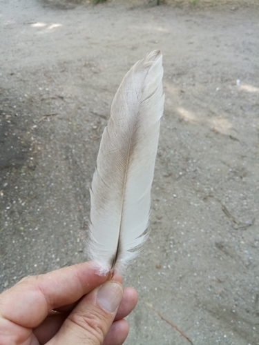 Plume de Pélican frisé