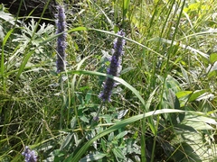 Nepeta multifida