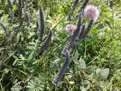 Nepeta multifida