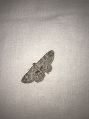 Iridopsis larvaria