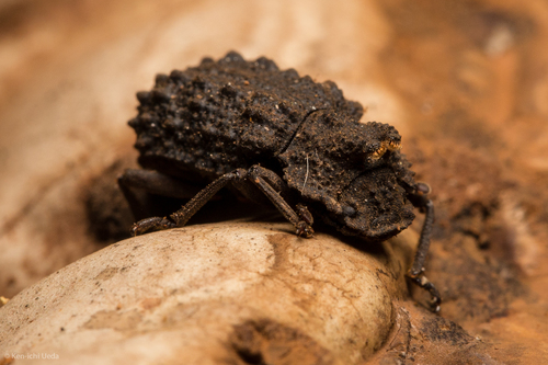 Forked Fungus Beetle photo 5