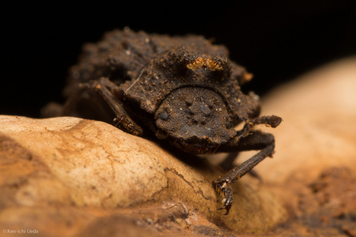 Forked Fungus Beetle photo 3
