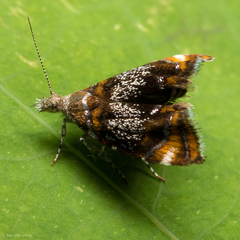 Prochoreutis inflatella