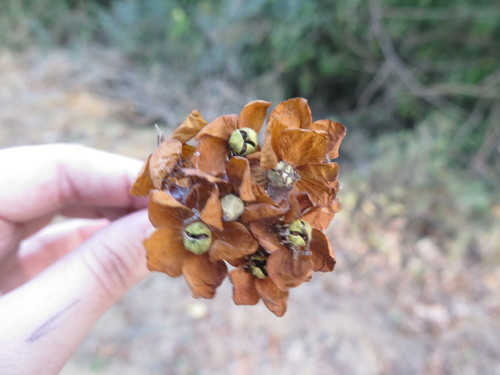 Image of Dombeya tiliacea by (c) Aaliyah Motala, some rights reserved (CC BY-SA)