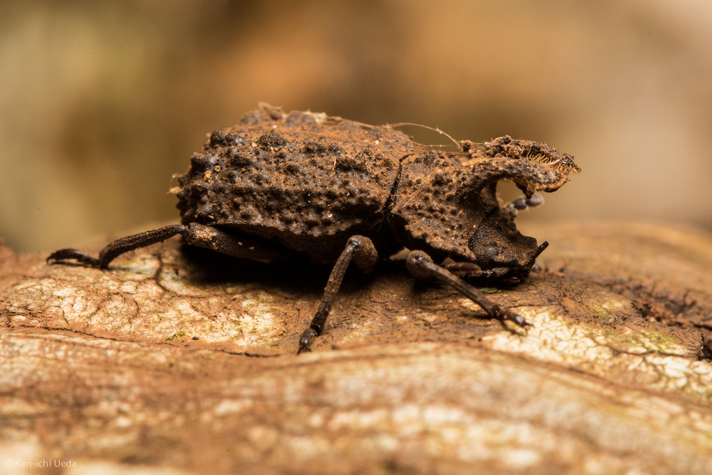 Broad-horned Flour Beetle