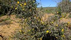 Aspalathus spinescens lepida