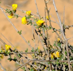 Aspalathus spinescens lepida