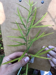Asclepias verticillata
