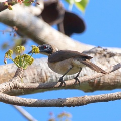 Philemon buceroides