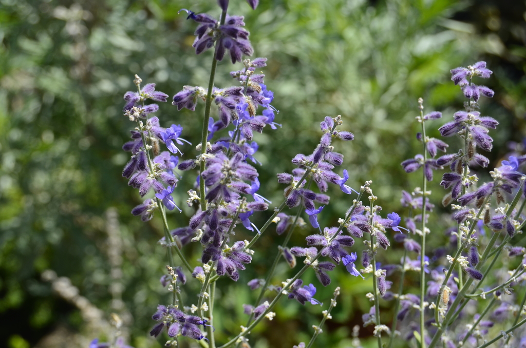 Salvia subgen. Perovskia