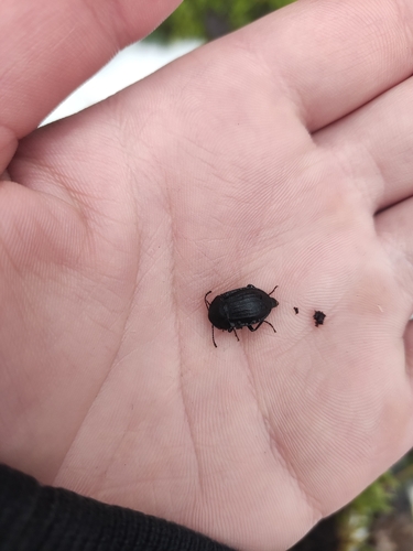 Šliužagraužis maitvabalis