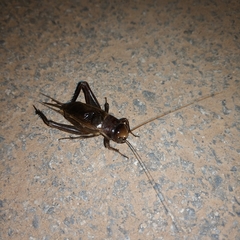 Teleogryllus derelictus