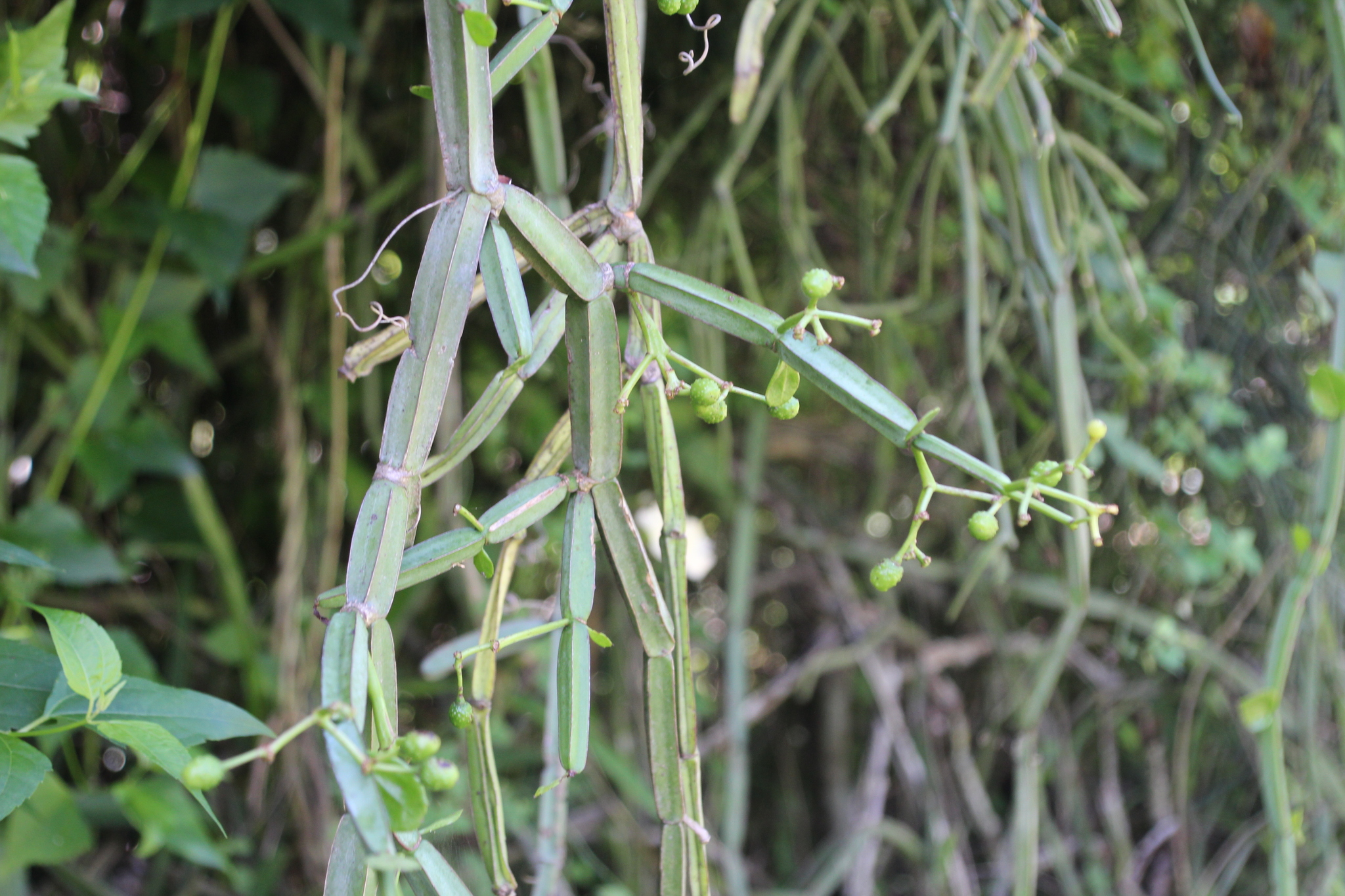 Imagem de Cacto uva