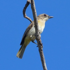 Pachycephala fulvotincta