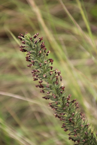 Image of Brachycorythis pubescens by no rights reserved