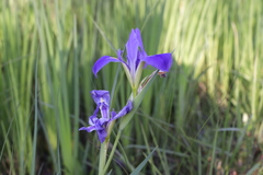 Iris giganticaerulea