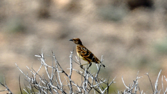 Chlamydera guttata