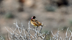 Chlamydera guttata