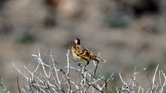 Chlamydera guttata