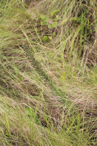Image of Brachycorythis pubescens by no rights reserved