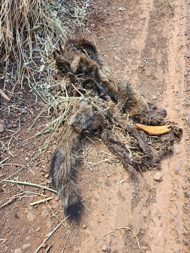 Crab-eating Fox