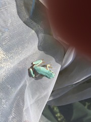 Hyla intermedia perrini
