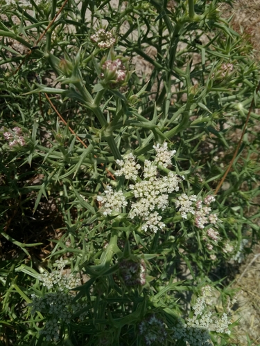 Spinose Pickling Herb