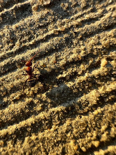 Compact Carpenter Ant photo 5