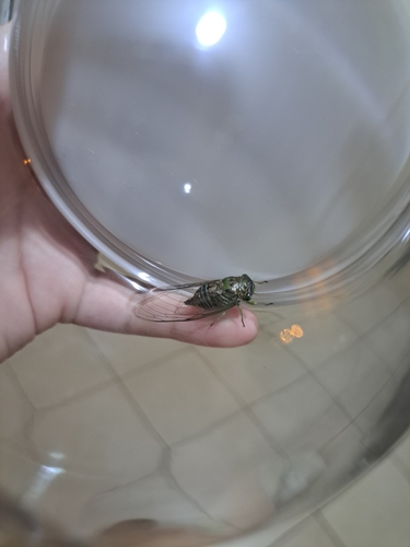 Acanthoventris igneus