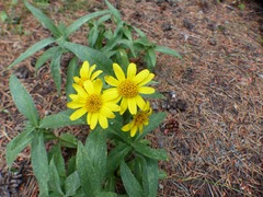 Arnica lanceolata