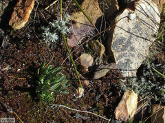 Phaneroglossa bolusii