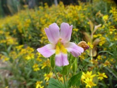 Erythranthe erubescens