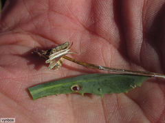 Phaneroglossa bolusii