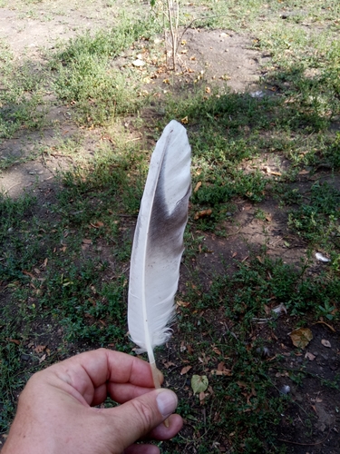 Plume de Pélican frisé