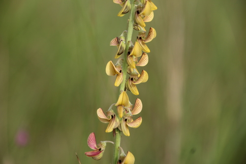 Image of Crotalaria lanceolata by no rights reserved