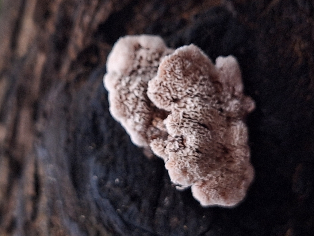 Abortiporus biennis · February 2025 · photo: © rocio_pose (iNaturalist, cc-by)