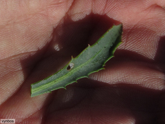 Phaneroglossa bolusii